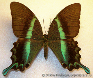 Самка  Papilio blumei