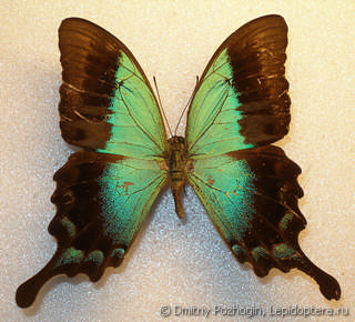 Самец  Papilio pericles