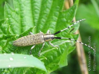 Agapanthia villosoviridescens