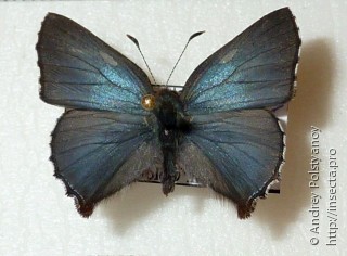 Самец  Ahlbergia korea