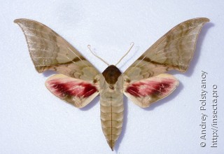 Самец  Callambulyx amanda