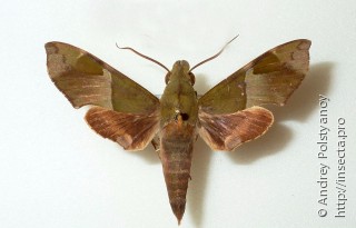 Angonyx testacea