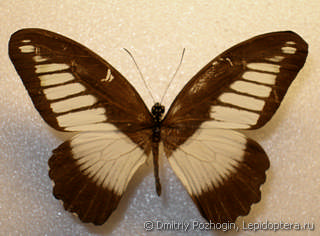 Самец  Papilio plagiatus