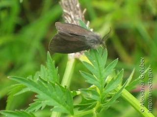 Canephora hirsuta