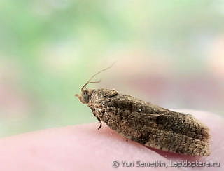 Lepidoptera