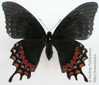 Самка  Papilio garamas