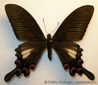 Самец  Papilio syfanius