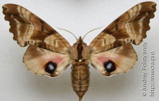 Самец  Paonias excaecata