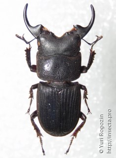 Aegus platyodon