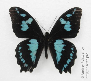 Самец  Papilio phorbanta