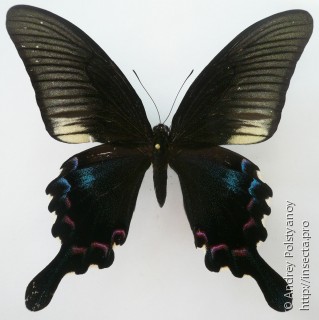 Papilio bianor stockleyi