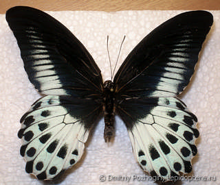 Самец  Papilio polymnestor