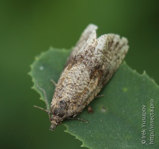 Celypha striana