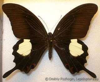Самец  Papilio iswara