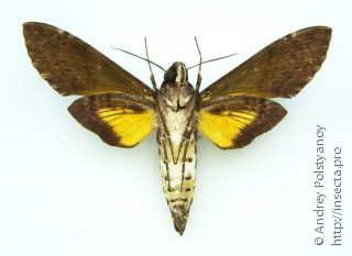 Isognathus excelsior