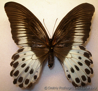 Самка  Papilio polymnestor