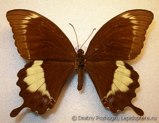 Самка  Papilio fuscus