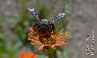 Xylocopa