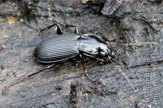 Pterostichus niger