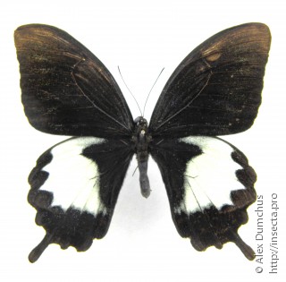 Papilio albinus