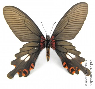 Papilio bootes