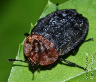 Oiceoptoma thoracicum