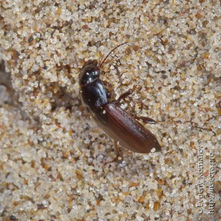 Harpalus pygmaeus