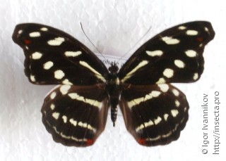 Самка  Catonephele acontius