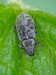 Имаго  Phyllobius brevis