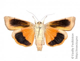 Noctua fimbriata