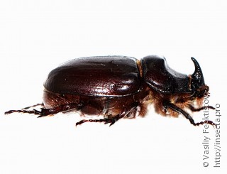 Oryctes nasicornis polonicus