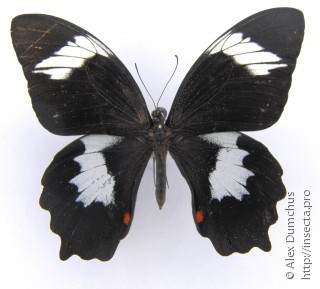 Самец  Papilio inopinatus