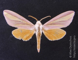 Leucophlebia lineata