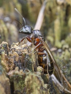 Самка  Camponotus herculeanus