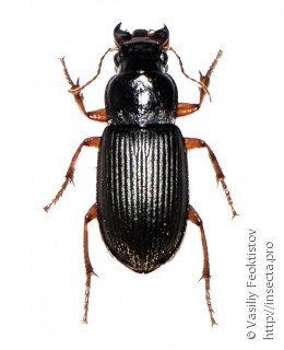 Harpalus rufipes