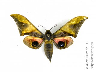 Имаго  Callambulyx junonia