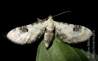 Eupithecia centaureata