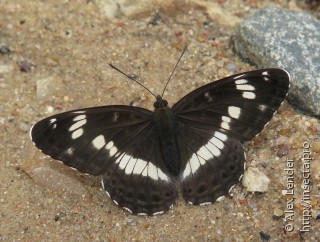 Limenitis camilla