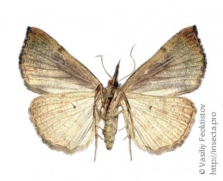 Hypena proboscidalis