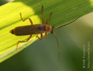 Cantharidae