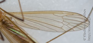 Phylidorea fulvonervosa