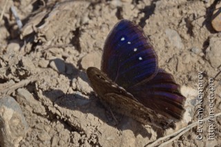 Satyrus ferula