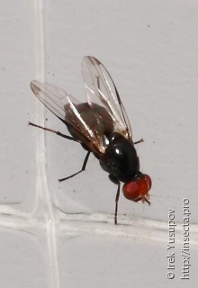 Seioptera vibrans