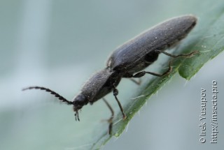 Elateridae