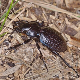 Carabus cicatricosus