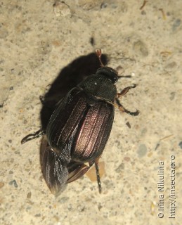 Rutelinae