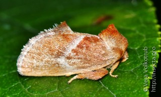 Phrixolepia sericea