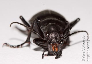 Calosoma lugens