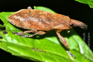 Имаго  Lixus acutipennis