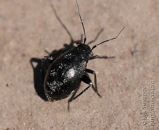 Euryopicoris nitidus